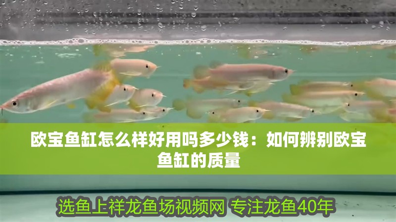 歐寶魚缸怎么樣好用嗎多少錢：如何辨別歐寶魚缸的質量 歐寶魚缸怎么樣好用嗎多少錢：如何辨別歐寶魚缸的質量 魚缸百科