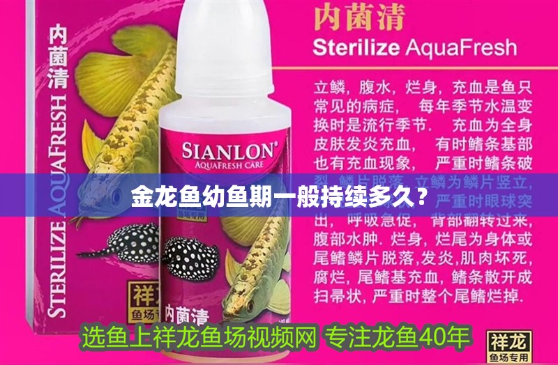 金龍魚幼魚期一般持續多久？