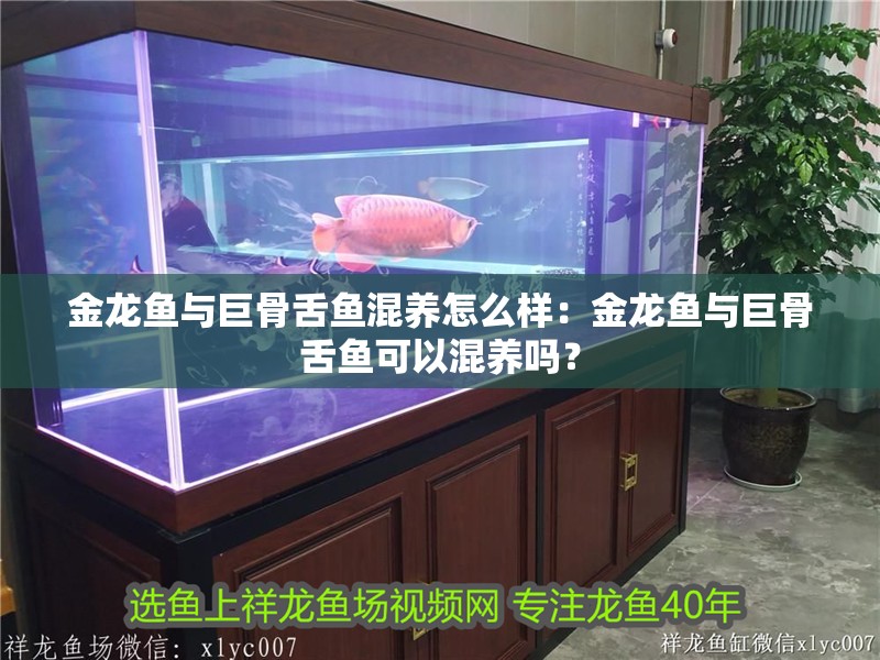 金龍魚與巨骨舌魚混養怎么樣：金龍魚與巨骨舌魚可以混養嗎？