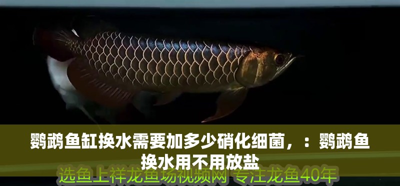 鸚鵡魚缸換水需要加多少硝化細(xì)菌，：鸚鵡魚換水用不用放鹽