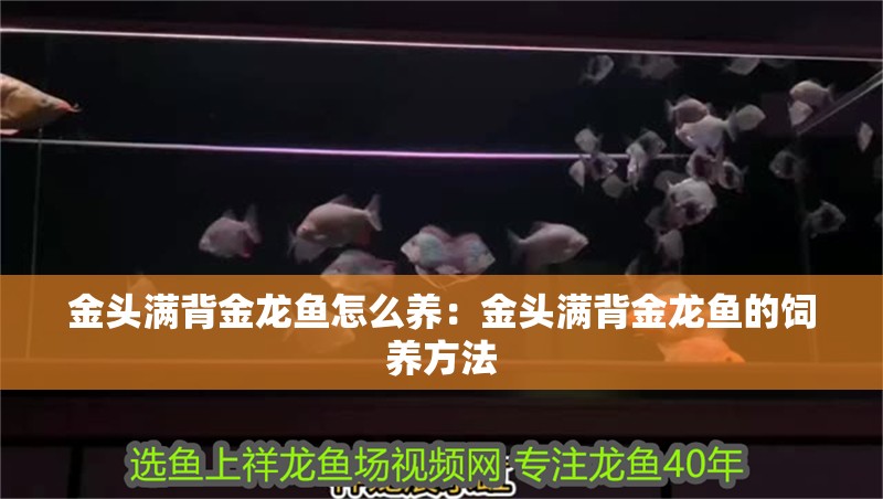 金頭滿背金龍魚怎么養：金頭滿背金龍魚的飼養方法