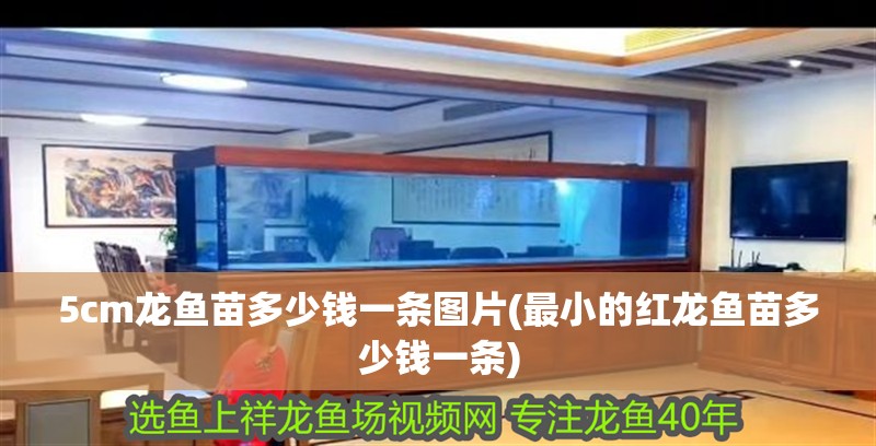 魚(yú)缸用增氧泵價(jià)格是多少:魚(yú)缸增氧機(jī)-xtrac增氧機(jī)-xtrac增氧機(jī) 5cm龍魚(yú)苗多少錢(qián)一條圖片(最小的紅龍魚(yú)苗多少錢(qián)一條) 魚(yú)缸百科 5cm龍魚(yú)苗多少錢(qián)一條圖片(最小的紅龍魚(yú)苗多少錢(qián)一條) 5cm龍魚(yú)苗多少錢(qián)一條圖片(最小的紅龍魚(yú)苗多少錢(qián)一條) 魚(yú)缸百科