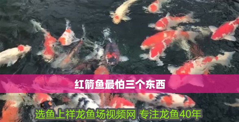 紅箭魚最怕三個東西