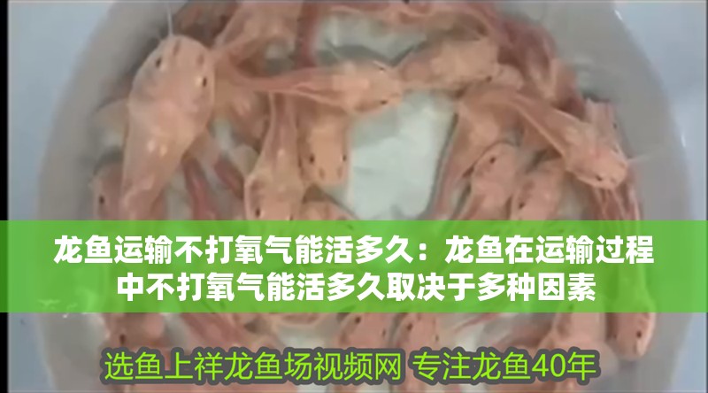 龍魚運輸不打氧氣能活多久：龍魚在運輸過程中不打氧氣能活多久取決于多種因素 龍魚運輸不打氧氣能活多久：龍魚在運輸過程中不打氧氣能活多久取決于多種因素 龍魚百科