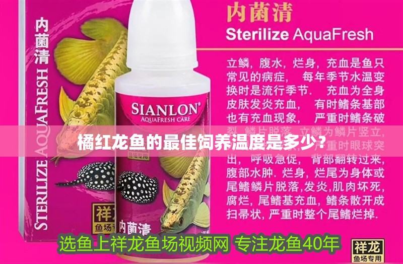 橘紅龍魚的最佳飼養溫度是多少？ 橘紅龍魚的最佳飼養溫度是多少？ 水族問答