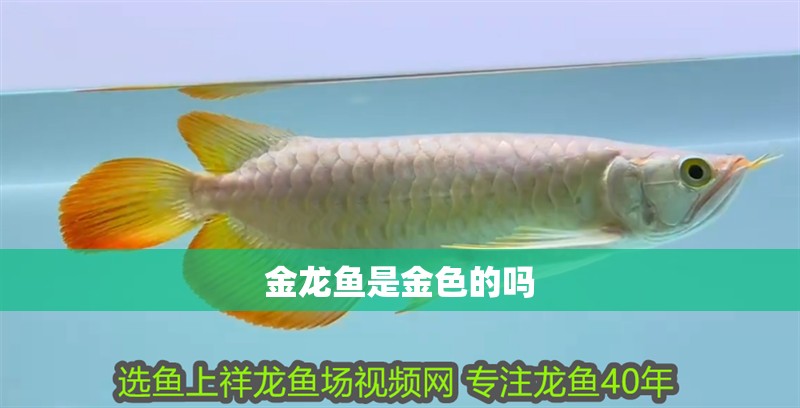 金龍魚是金色的嗎