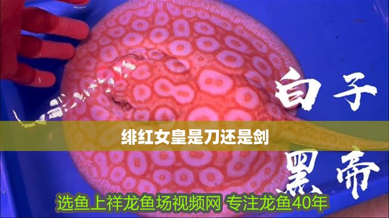 緋紅女皇是刀還是劍