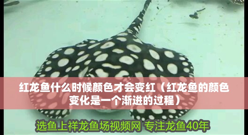 紅龍魚什么時候顏色才會變紅（紅龍魚的顏色變化是一個漸進的過程）