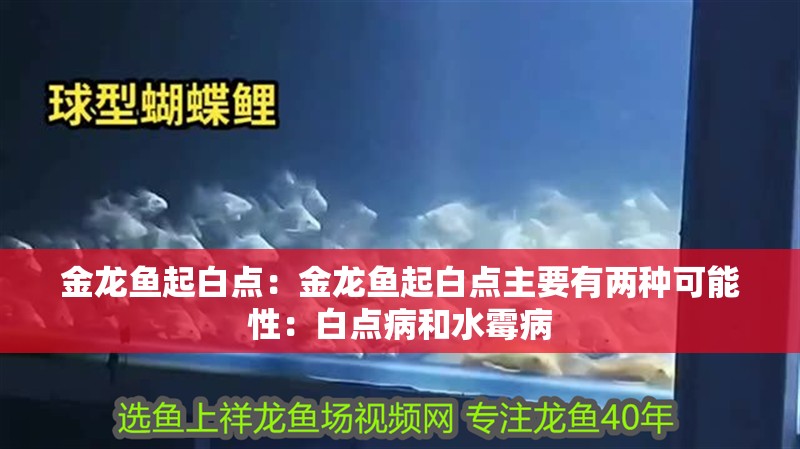 金龍魚起白點：金龍魚起白點主要有兩種可能性：白點病和水霉病