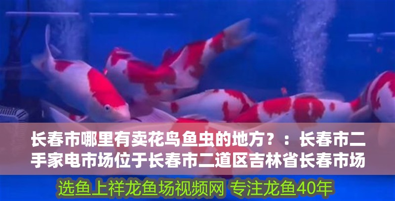 長春市哪里有賣花鳥魚蟲的地方？：長春市二手家電市場位于長春市二道區吉林省長春市場