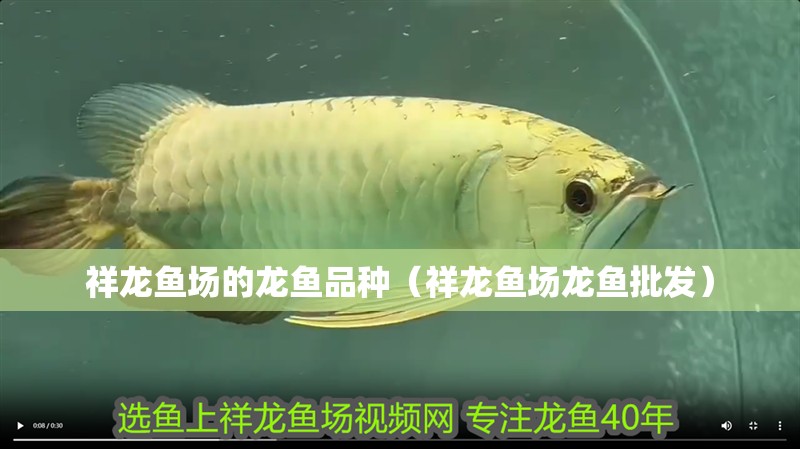 祥龍魚場(chǎng)的龍魚品種（祥龍魚場(chǎng)龍魚批發(fā)） 祥龍魚場(chǎng)的龍魚品種（祥龍魚場(chǎng)龍魚批發(fā)） 龍魚百科