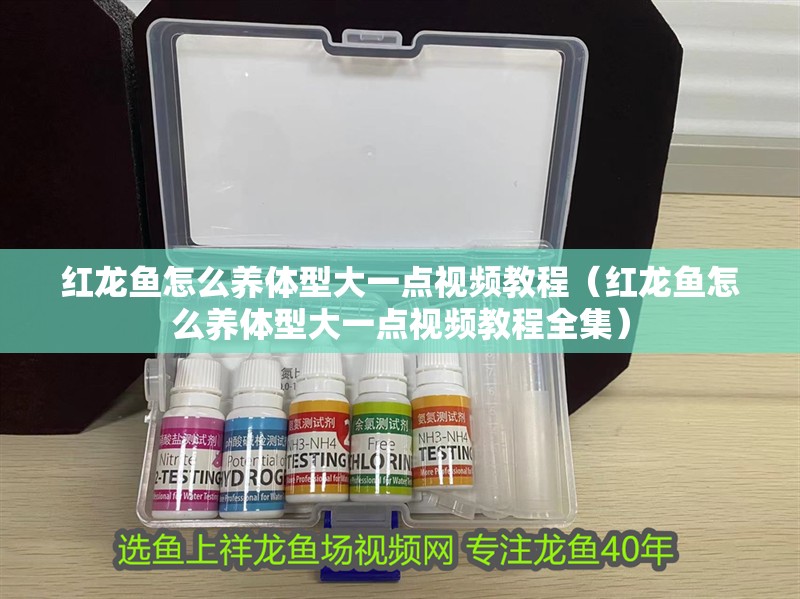 紅龍魚怎么養(yǎng)體型大一點(diǎn)視頻教程（紅龍魚怎么養(yǎng)體型大一點(diǎn)視頻教程全集）