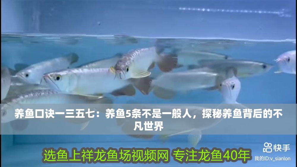 養(yǎng)魚口訣一三五七：養(yǎng)魚5條不是一般人，探秘養(yǎng)魚背后的不凡世界