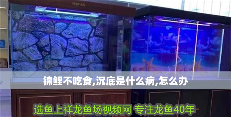 龍魚干蝦有營養嗎 錦鯉不吃食,沉底是什么病,怎么辦 龍魚論壇 錦鯉不吃食,沉底是什么病,怎么辦 錦鯉不吃食,沉底是什么病,怎么辦 龍魚論壇