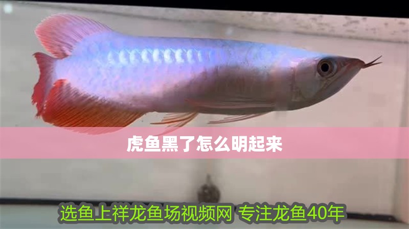虎魚黑了怎么明起來