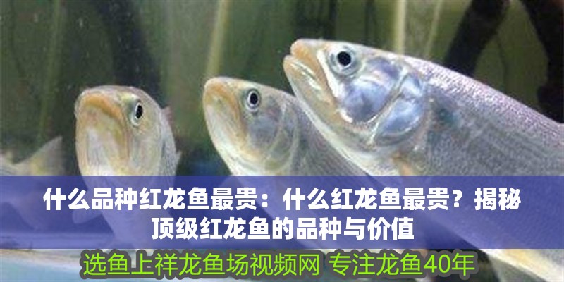 什么品種紅龍魚最貴：什么紅龍魚最貴？揭秘頂級紅龍魚的品種與價值