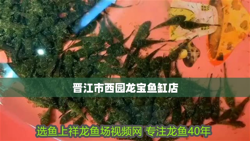 晉江市西園龍寶魚缸店