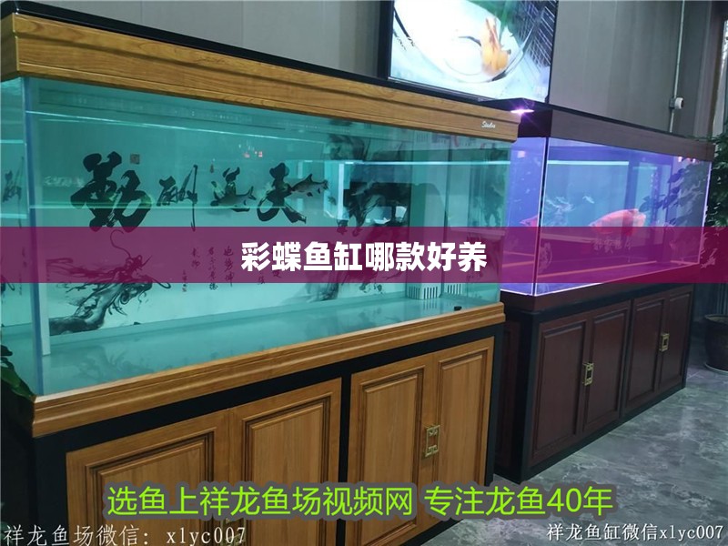 彩蝶魚缸哪款好養