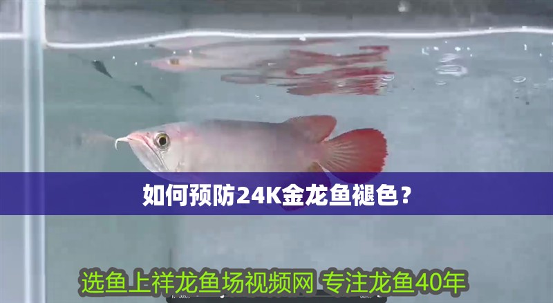 如何預防24K金龍魚褪色？