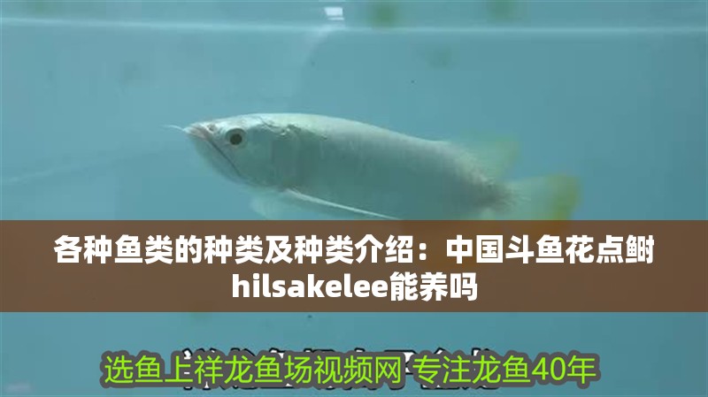 各種魚類的種類及種類介紹：中國斗魚花點(diǎn)鰣hilsakelee能養(yǎng)嗎