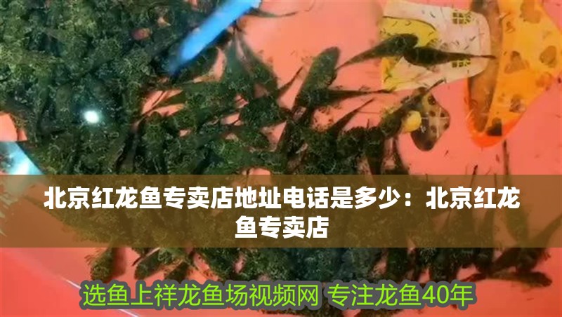 北京紅龍魚(yú)專(zhuān)賣(mài)店地址電話是多少：北京紅龍魚(yú)專(zhuān)賣(mài)店