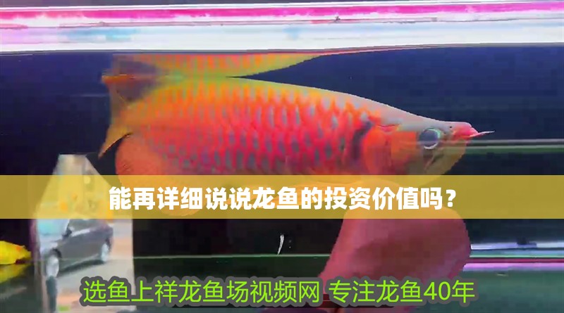 能再詳細說說龍魚的投資價值嗎？