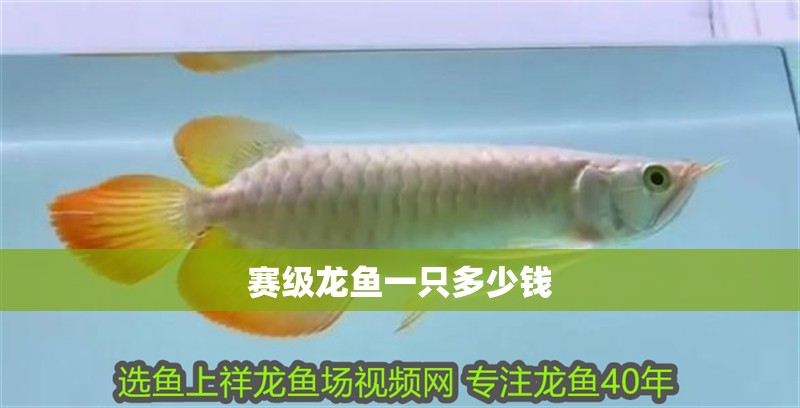 龍魚干蝦有營養嗎 賽級龍魚一只多少錢 龍魚論壇 賽級龍魚一只多少錢 賽級龍魚一只多少錢 龍魚論壇