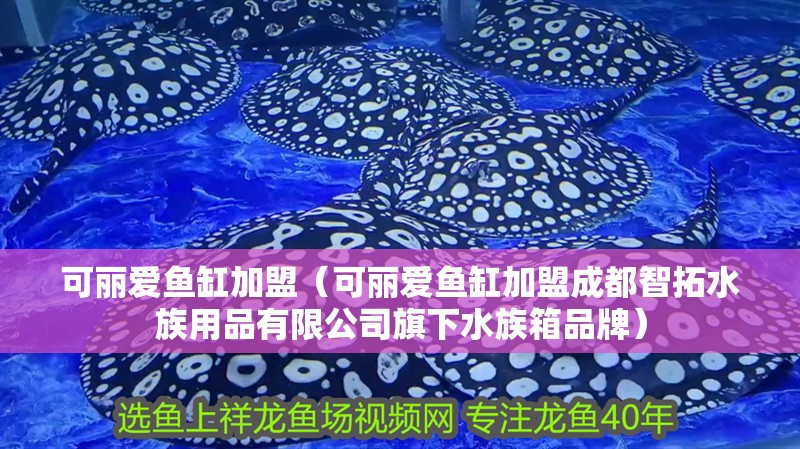 可麗愛魚缸加盟（可麗愛魚缸加盟成都智拓水族用品有限公司旗下水族箱品牌）