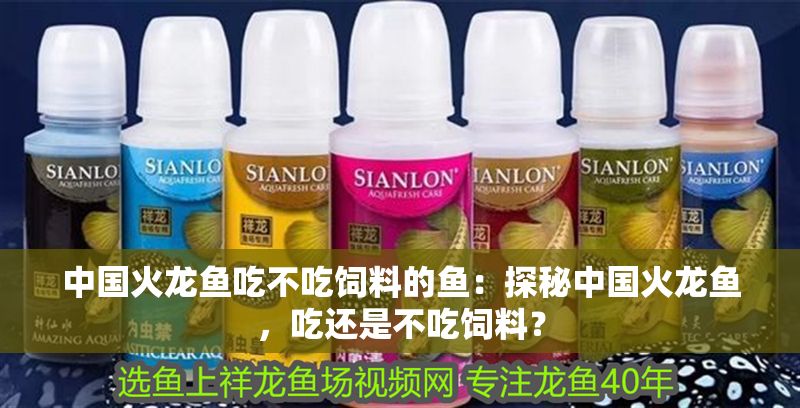 中國火龍魚吃不吃飼料的魚：探秘中國火龍魚，吃還是不吃飼料？