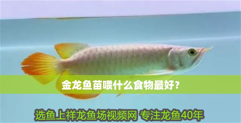 金龍魚苗喂什么食物最好？
