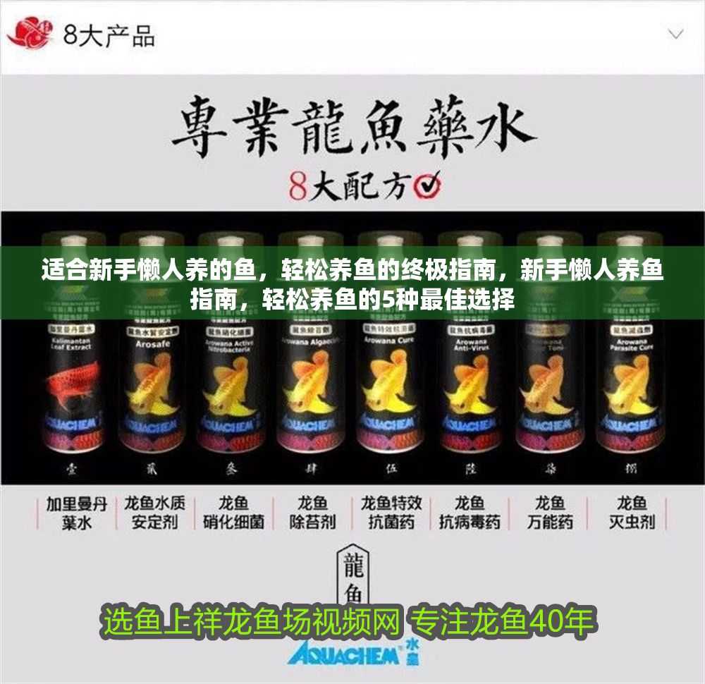 適合新手懶人養(yǎng)的魚，輕松養(yǎng)魚的終極指南，新手懶人養(yǎng)魚指南，輕松養(yǎng)魚的5種最佳選擇
