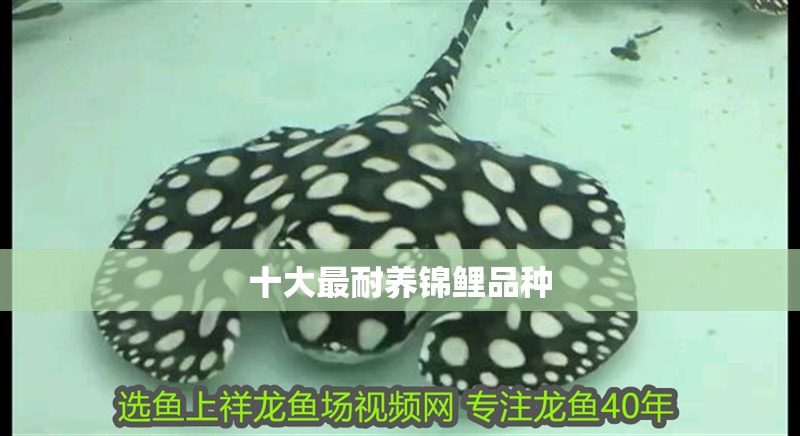 十大最耐養錦鯉品種