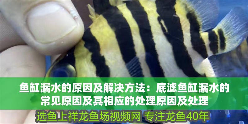 魚缸漏水的原因及解決方法：底濾魚缸漏水的常見原因及其相應的處理原因及處理 魚缸漏水的原因及解決方法：底濾魚缸漏水的常見原因及其相應的處理原因及處理 魚缸百科