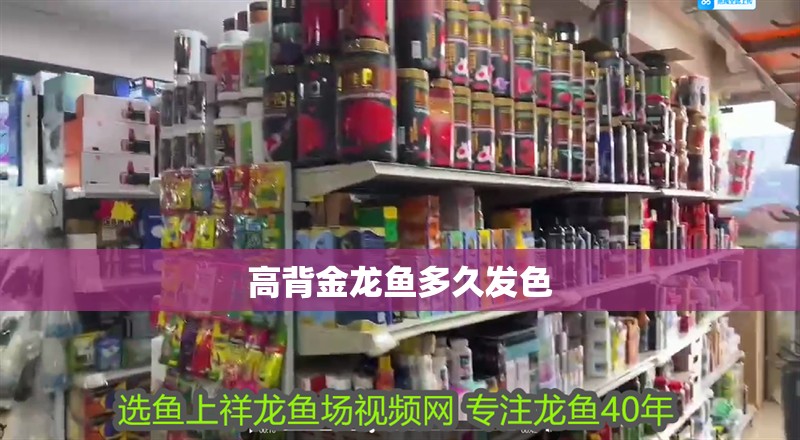 高背金龍魚多久發色