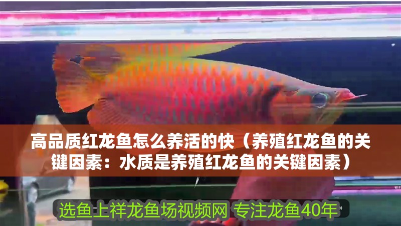 高品質(zhì)紅龍魚(yú)怎么養(yǎng)活的快（養(yǎng)殖紅龍魚(yú)的關(guān)鍵因素：水質(zhì)是養(yǎng)殖紅龍魚(yú)的關(guān)鍵因素）