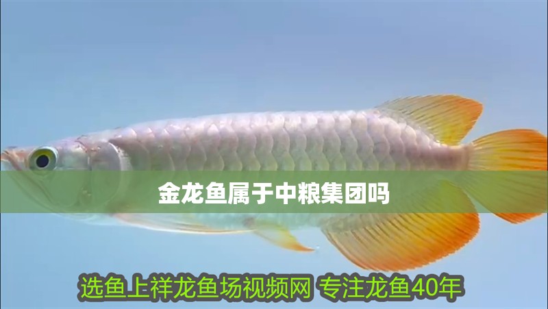 金龍魚屬于中糧集團嗎