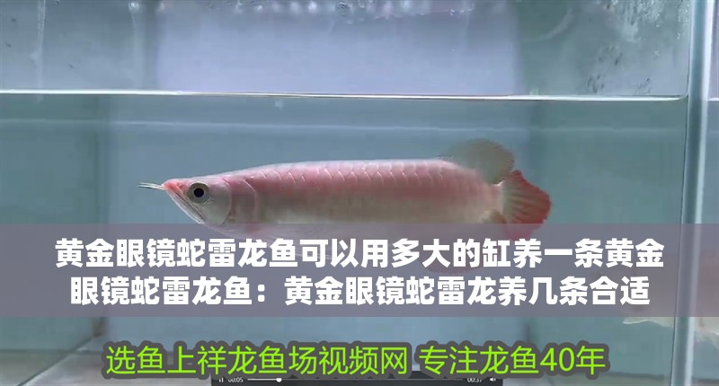 黃金眼鏡蛇雷龍魚可以用多大的缸養一條黃金眼鏡蛇雷龍魚：黃金眼鏡蛇雷龍養幾條合適