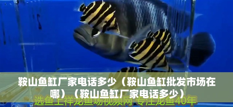 鞍山魚缸廠家電話多少（鞍山魚缸批發市場在哪）（鞍山魚缸廠家電話多少）