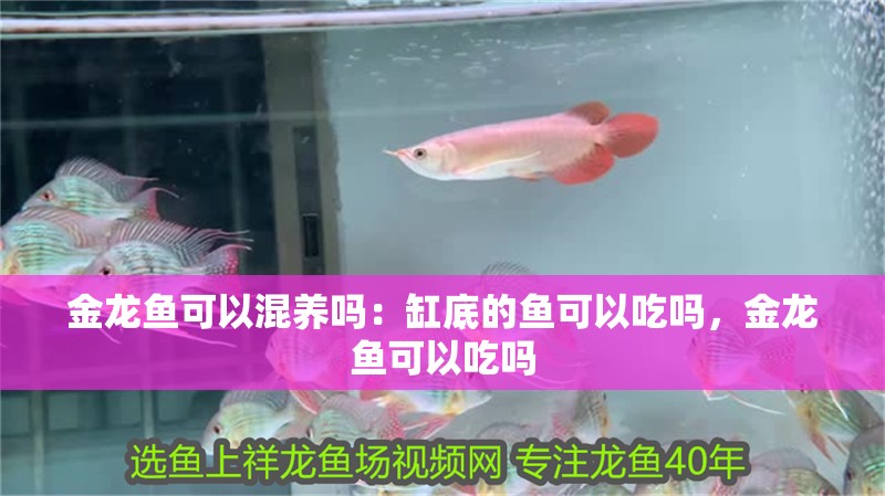 金龍魚可以混養嗎：缸底的魚可以吃嗎，金龍魚可以吃嗎
