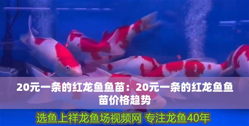 20元一條的紅龍魚魚苗：20元一條的紅龍魚魚苗價格趨勢