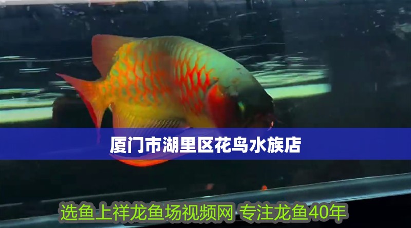 廈門市湖里區花鳥水族店