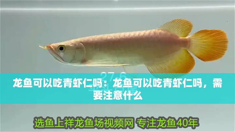 龍魚可以吃青蝦仁嗎：龍魚可以吃青蝦仁嗎，需要注意什么