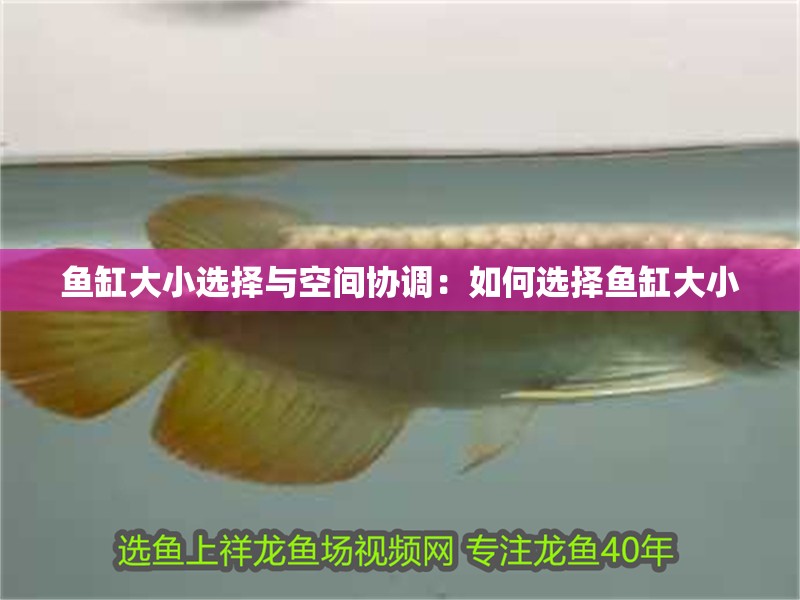 魚缸大小選擇與空間協調：如何選擇魚缸大小