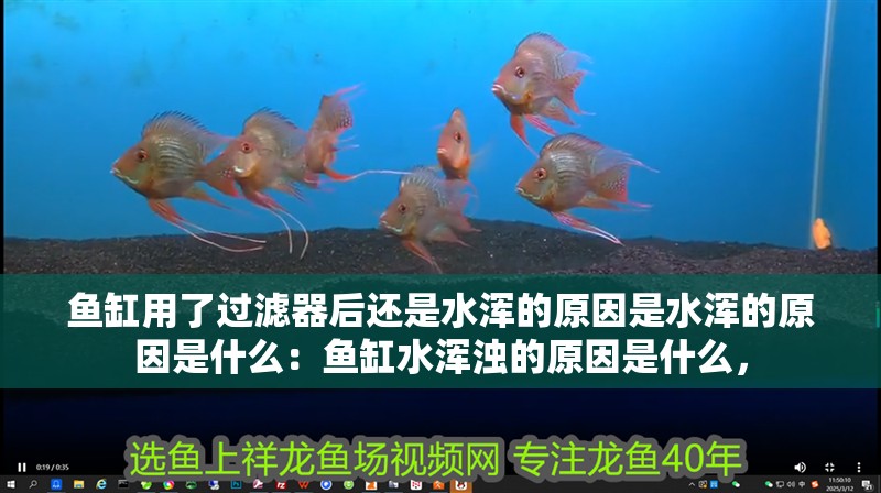 魚缸用了過濾器后還是水渾的原因是水渾的原因是什么：魚缸水渾濁的原因是什么，