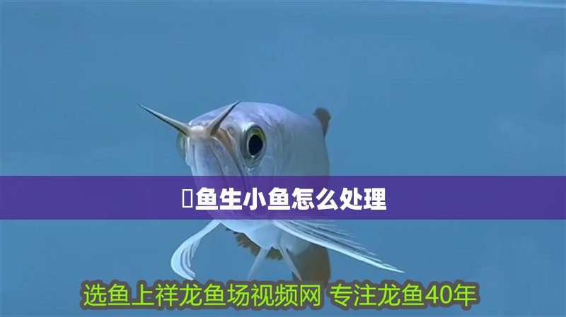 魟魚(yú)生小魚(yú)怎么處理