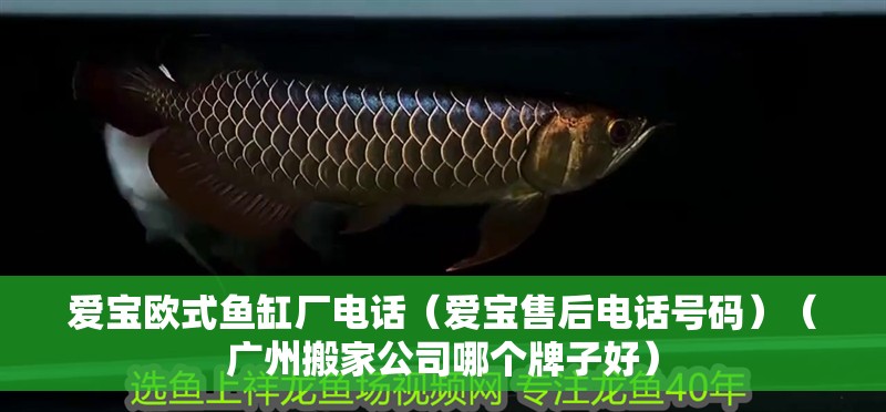 愛寶歐式魚缸廠電話（愛寶售后電話號碼）（廣州搬家公司哪個牌子好）