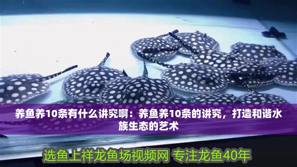 養魚養10條有什么講究啊：養魚養10條的講究，打造和諧水族生態的藝術