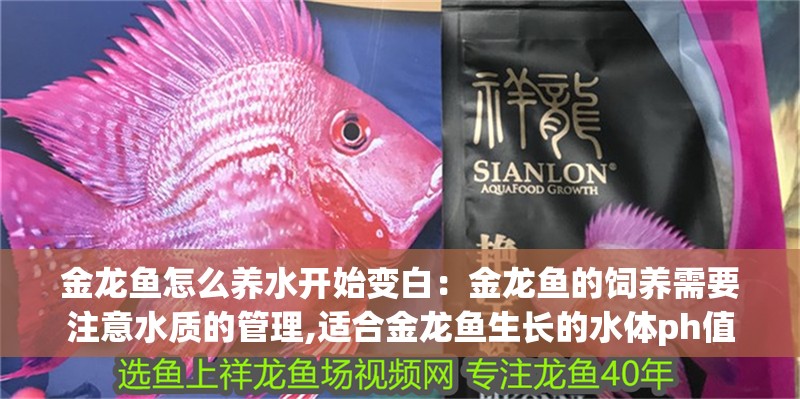 金龍魚怎么養水開始變白：金龍魚的飼養需要注意水質的管理,適合金龍魚生長的水體ph值