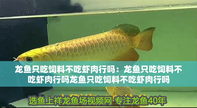 龍魚只吃飼料不吃蝦肉行嗎：龍魚只吃飼料不吃蝦肉行嗎龍魚只吃飼料不吃蝦肉行嗎 龍魚只吃飼料不吃蝦肉行嗎：龍魚只吃飼料不吃蝦肉行嗎龍魚只吃飼料不吃蝦肉行嗎 龍魚百科