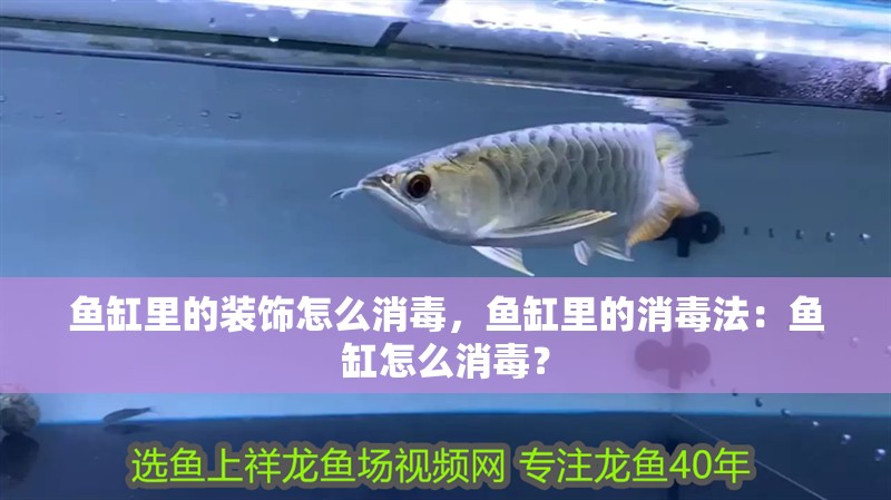 魚缸里的裝飾怎么消毒，魚缸里的消毒法：魚缸怎么消毒？ 魚缸里的裝飾怎么消毒，魚缸里的消毒法：魚缸怎么消毒？ 魚缸百科